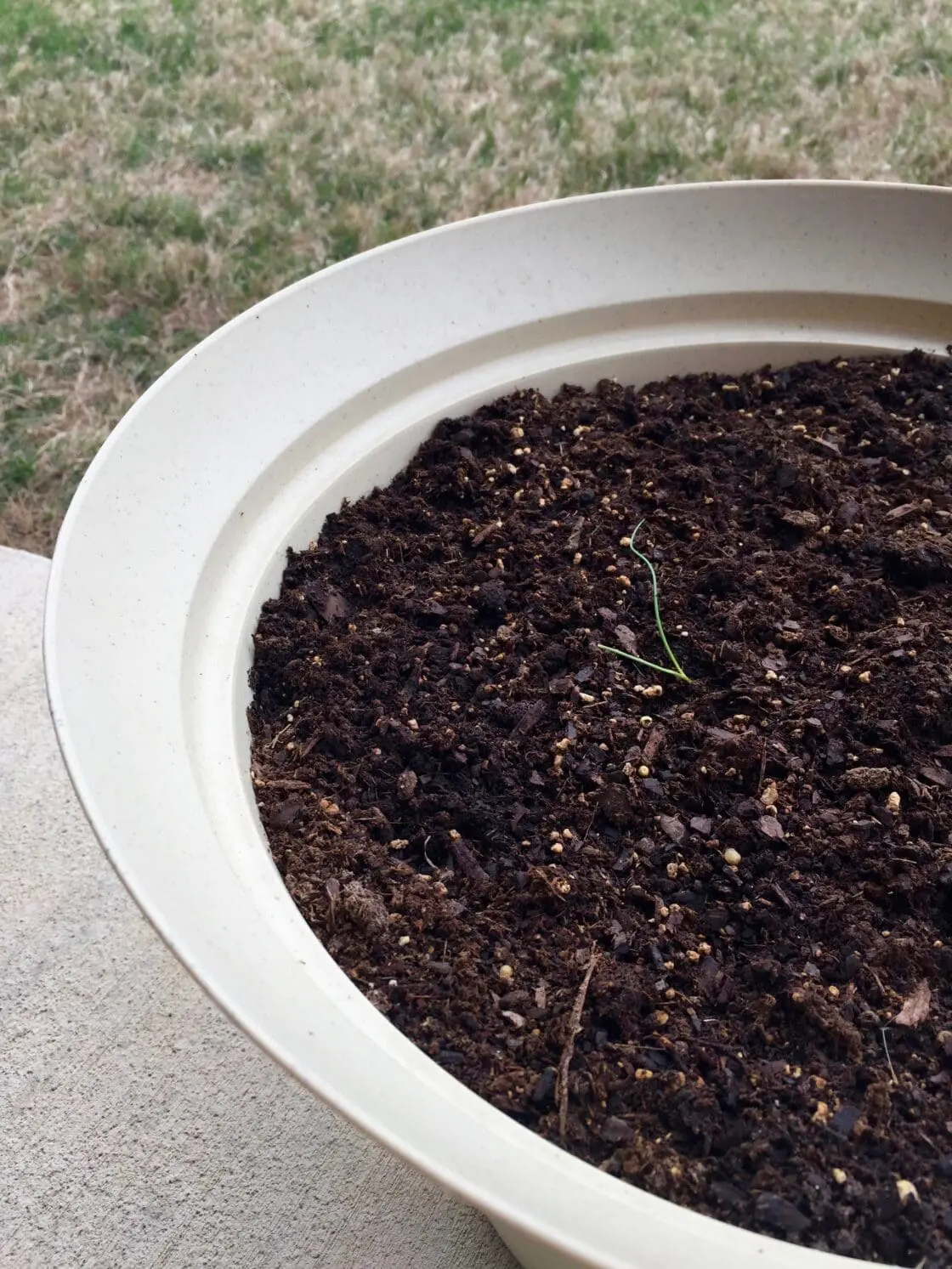 Wilted seedlings in a vegetable garden