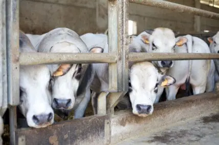 American Welfare Institute Sues USDA for Failing to Update Humane Methods of Slaughter Act for 40 Years