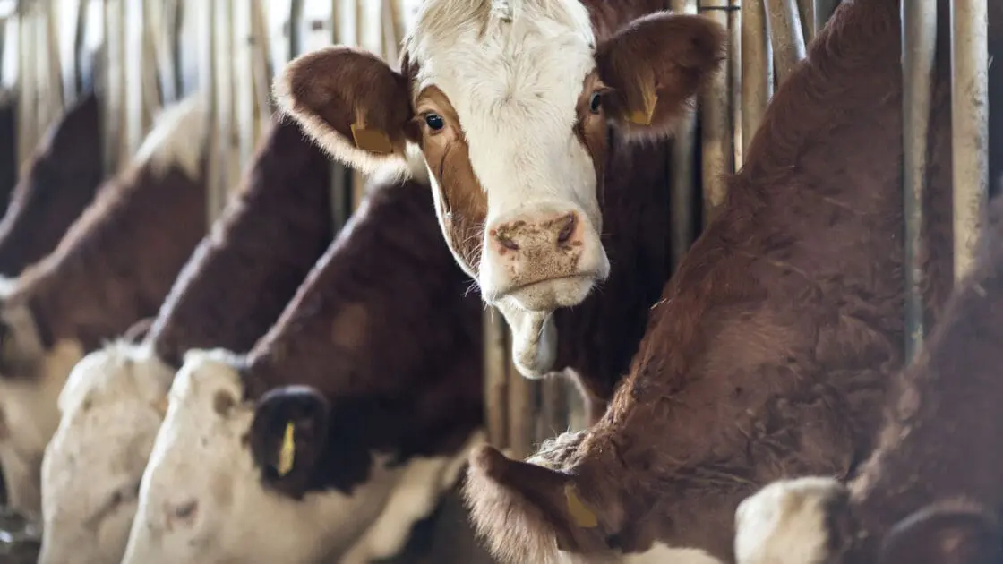 In California, Dairy Cows Hold the Key to Reducing Greenhouse Gases