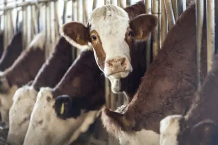 In California, Dairy Cows Hold the Key to Reducing Greenhouse Gases