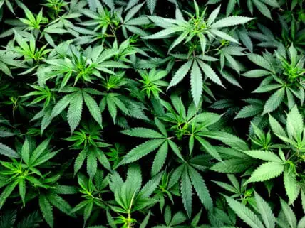 You Can Buy CBD At CVS Pharmacies In 8 States