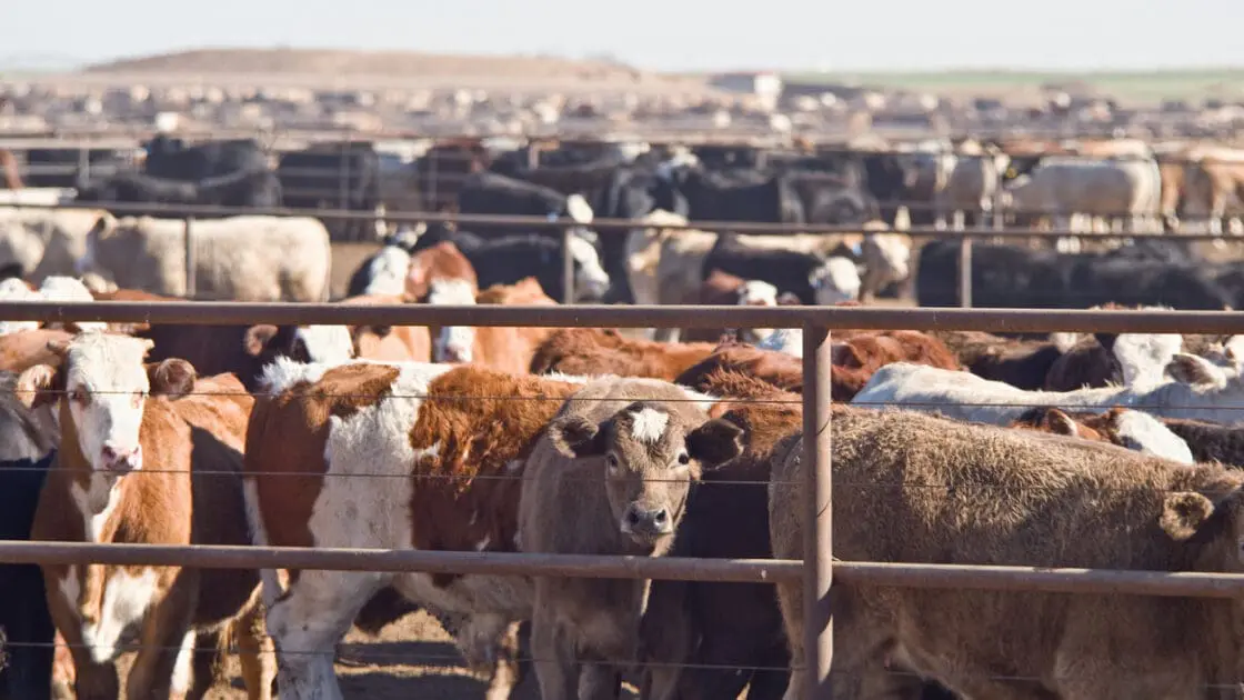 New Rule Would Exempt Factory Farms From Reporting Toxic Fumes
