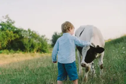 Could a Cow Hug Be the Cure for Everything?
