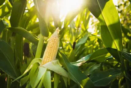 New Research Debunks Controversial Séralini Study on GMO Corn