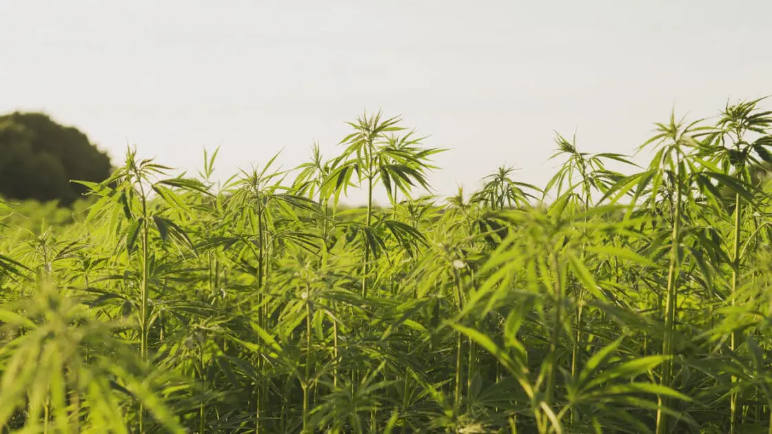 U.S. Hemp Authority Attempts to Regulate the Murky World of Hemp