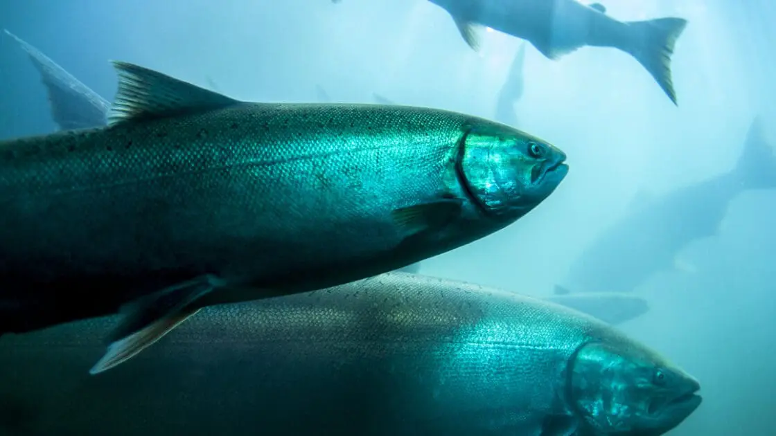 FDA Approves GMO Salmon for U.S. Distribution