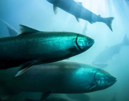 FDA Approves GMO Salmon for U.S. Distribution