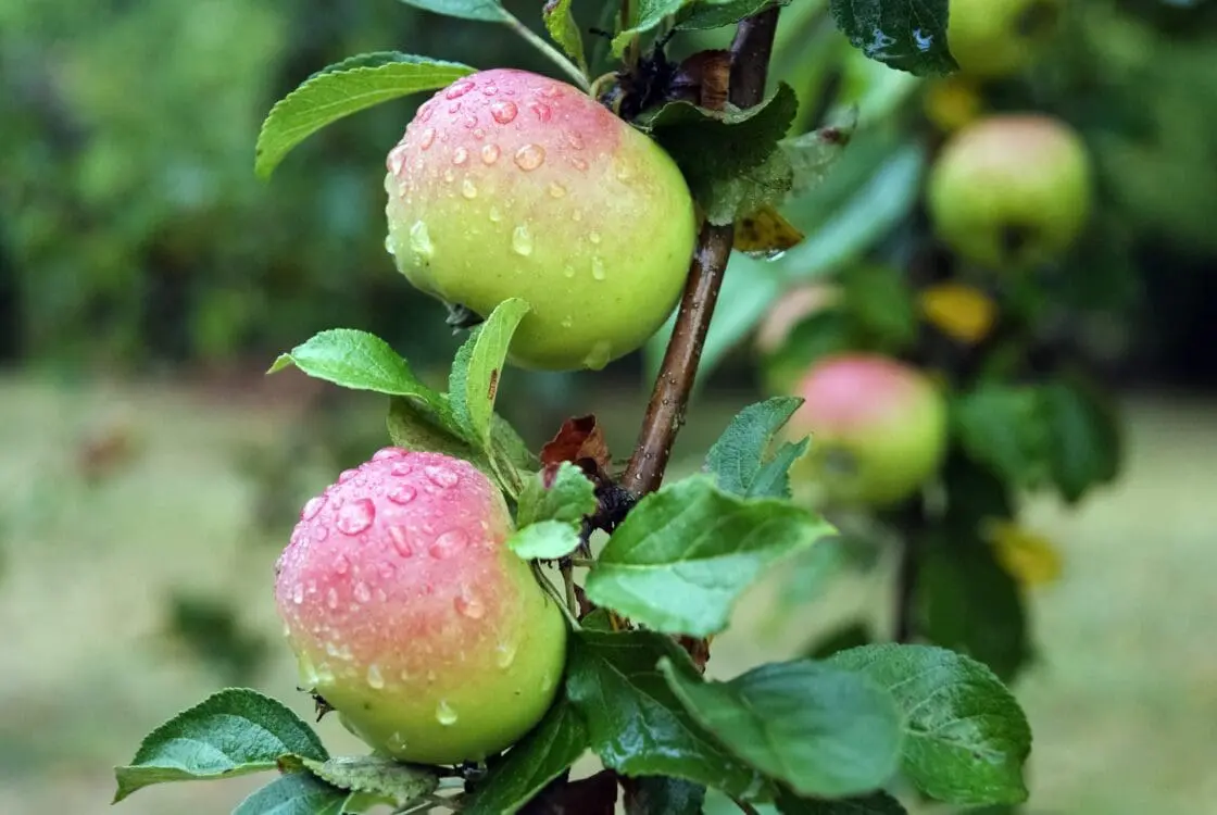 Apple with dew.