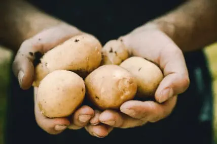 Will Our Small Farms Survive the Pandemic?