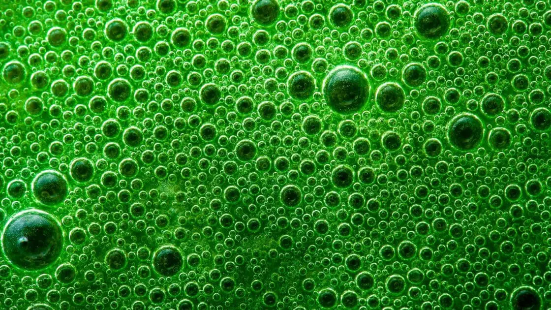 Image of green bubbles wheatgrass. Discover the benefits of wheatgrass from a registered dietician.
