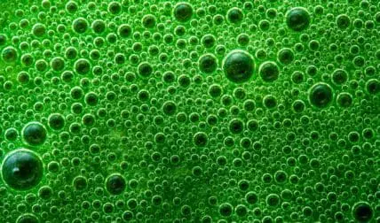 Image of green bubbles wheatgrass. Discover the benefits of wheatgrass from a registered dietician.