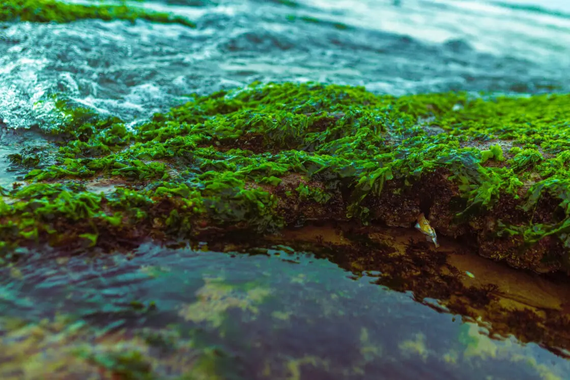 spirulina is a blue-green algae, Spirulina powders Health Benefits via Organic Authority