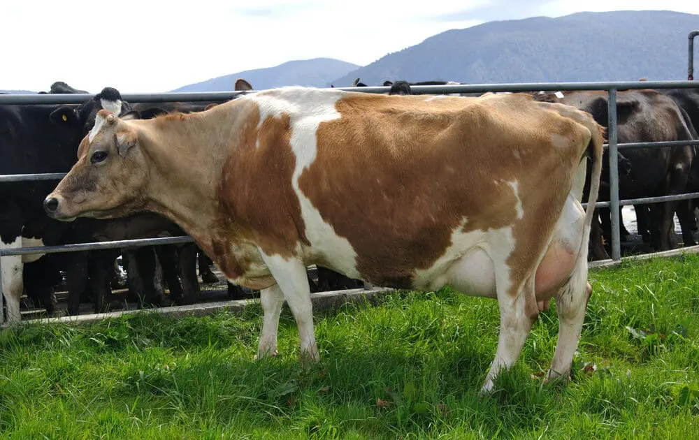 FDA: Dairy Farmers Are Breaking Existing Antibiotic Laws