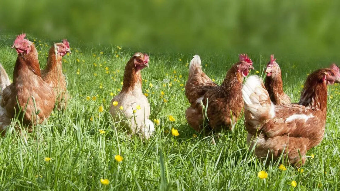 cage-free egg