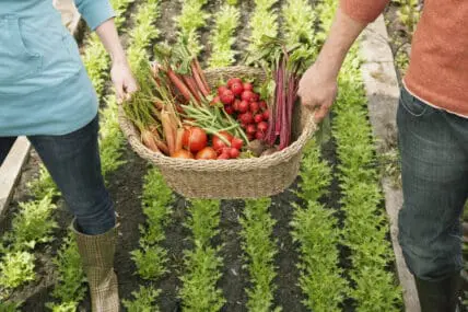 Man and woman carrying vegetables in basket