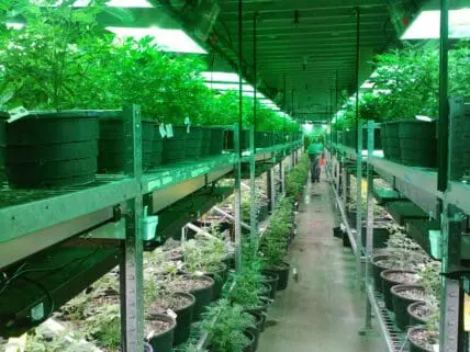 Bob Marley's Son is Turning Prisons into Pot Farms