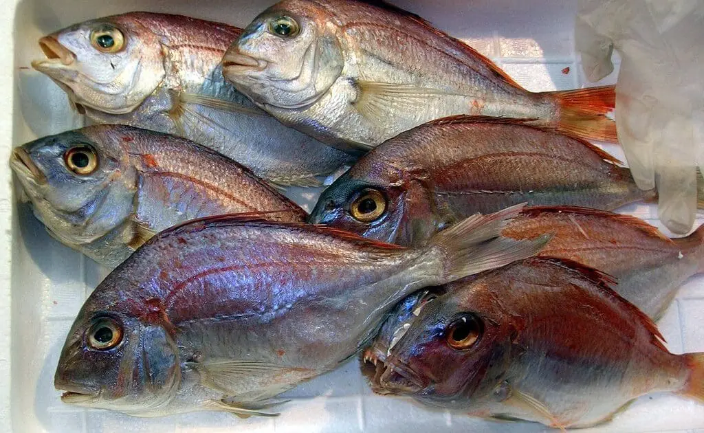 mercury in fish photo