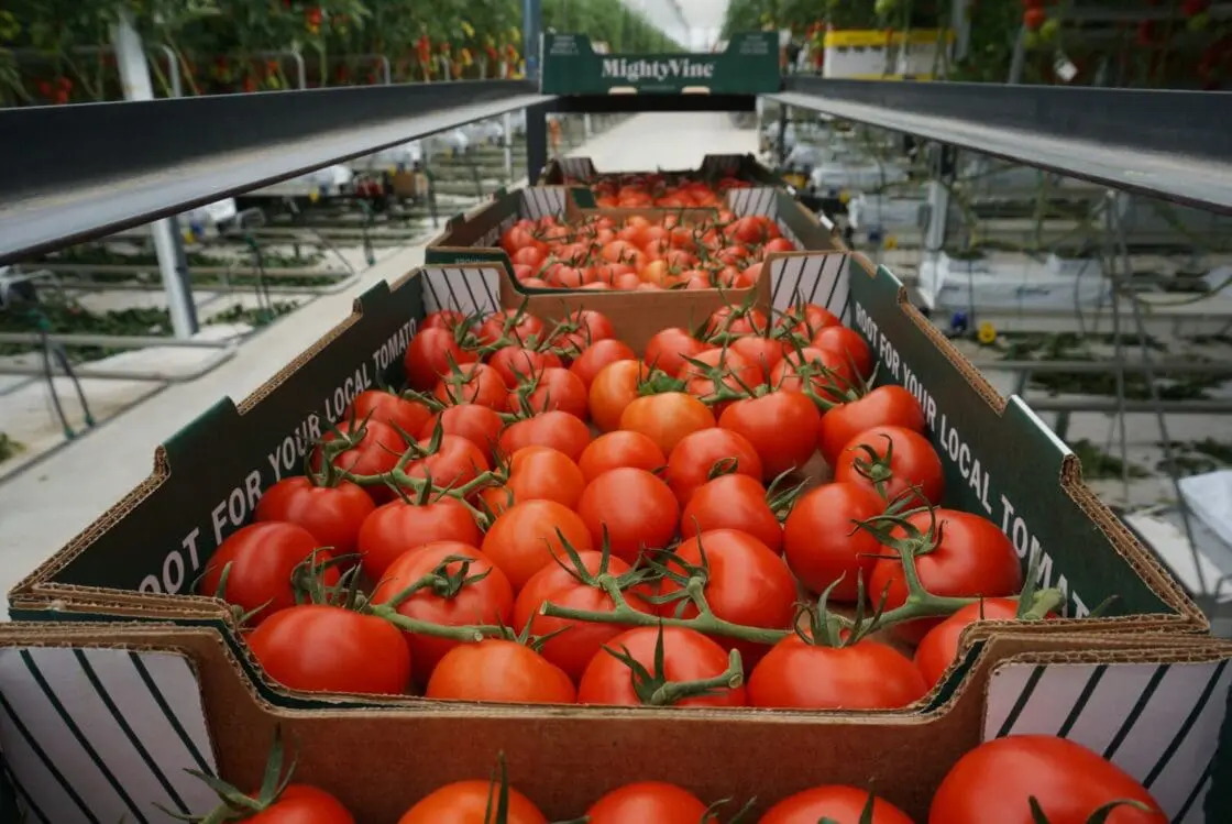 MightyVine tomatoes growing on the vine