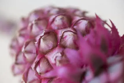 pink pineapple