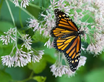 monarch