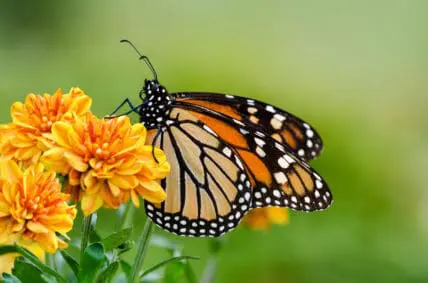 Helping the Monarch Butterfly