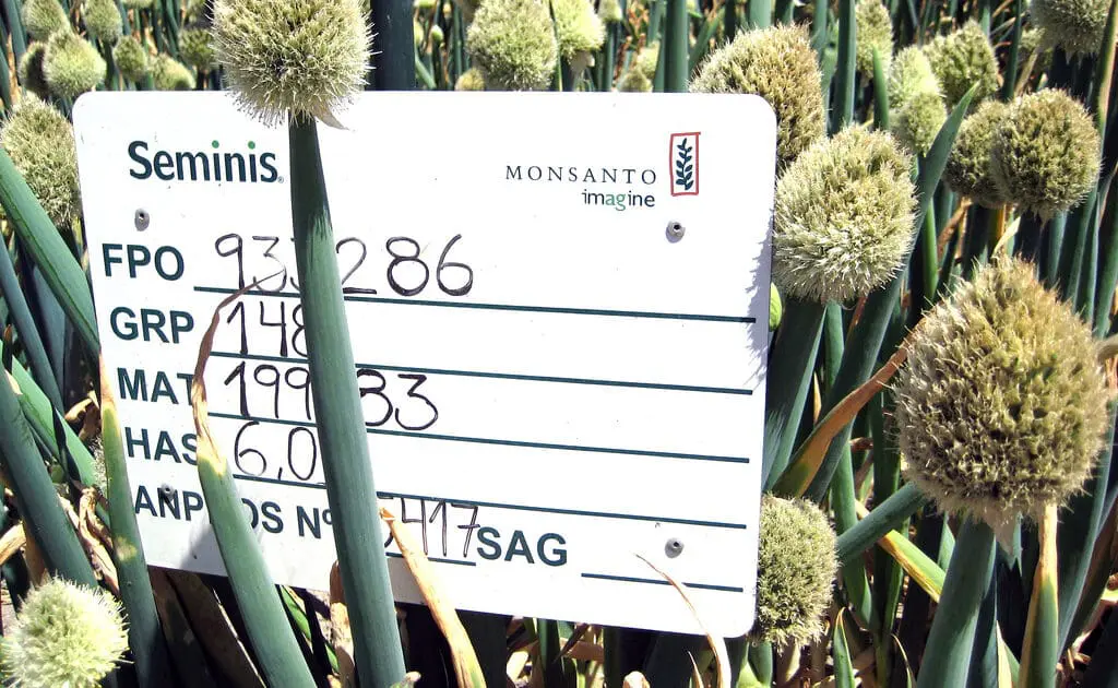 monsanto