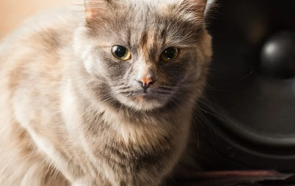 Music for cats?