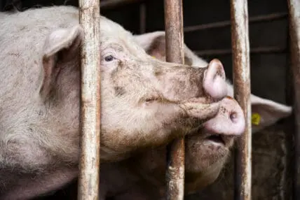 North Carolina Hog Farmers Get Free Pass to Pollution