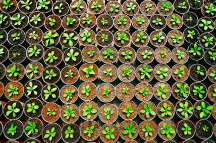 On the Road to Organic, USDA to Launch ‘Certified Transitional’ Program for Farmers