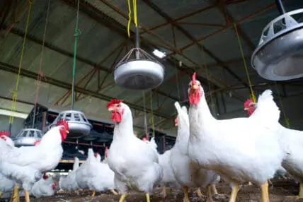 Organic Chicken Pioneer Triples Production as Demand Skyrockets