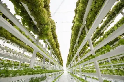 Organic Farmers Lose Battle Over Soilless Hydroponic Growing