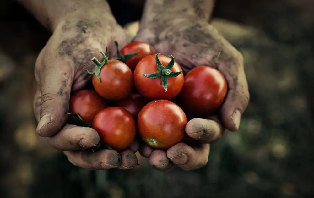 Can Organic Farming Feed the World?