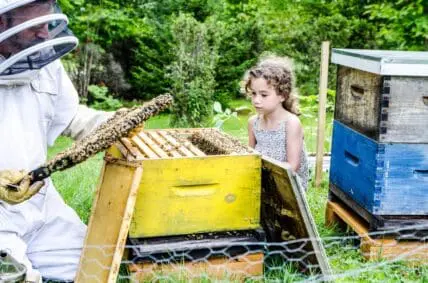 Organic Farming Can Help Save the Bees, Study Shows