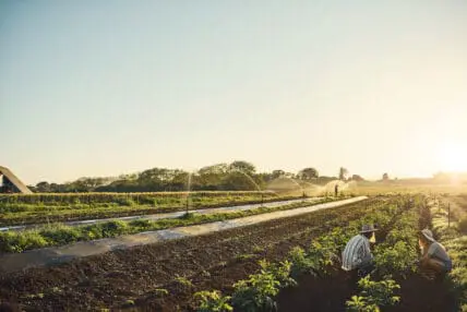 Organic Farming Methods Create Significantly Less Nitrogen Pollution Than Conventional Farming