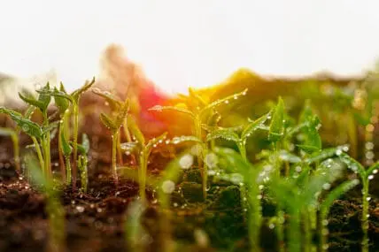 Organic Food Movement May Be Influencing Conventional Agriculture