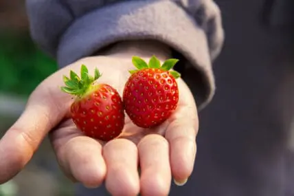 U.S. Boasts a Record Number of Organic Food Producers