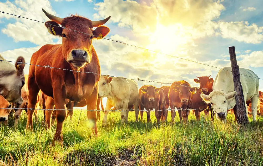 Organic Meat and Milk Offer 50 Percent More of This Key Nutrient than Conventional
