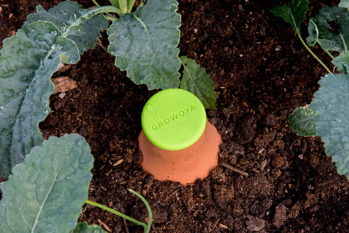Green-lidded Growoya terracotta watering olla buried in garden soil among kale plants