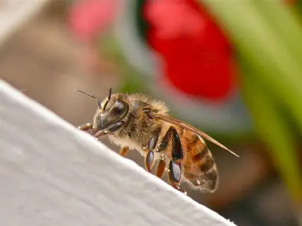 honeybee