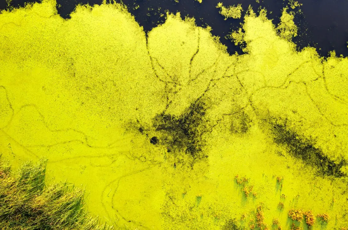 algae spirulina showing spirulina health benefits via Organic Authority