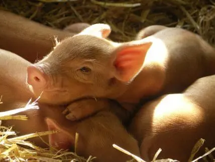 pig