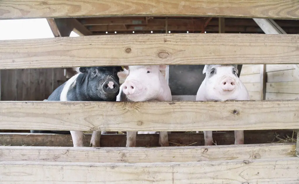 pigs