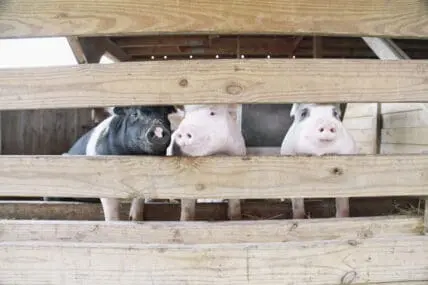 pigs