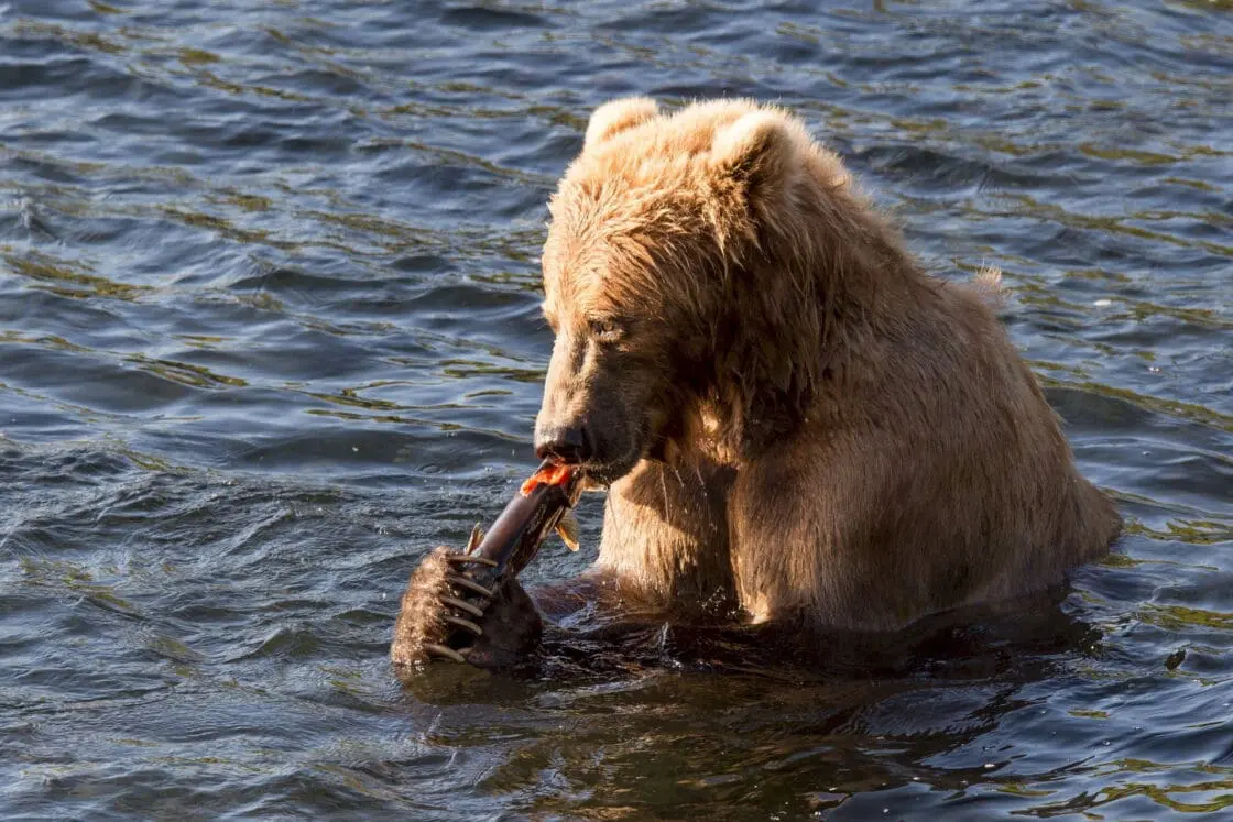 Downstream Environmental Risks the Latest GMO Salmon Setback