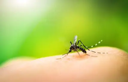 plants that repel mosquitoes