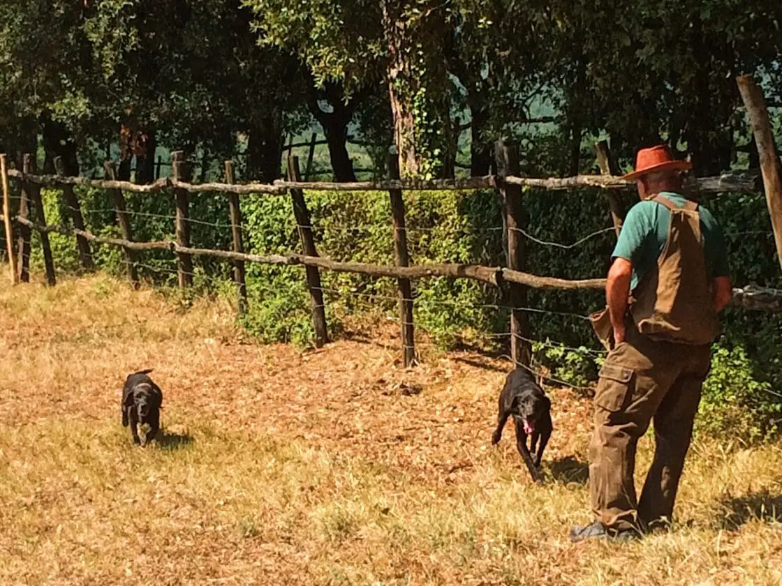 Black Truffle Hunting in Italy