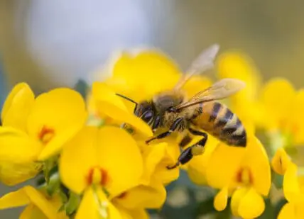 neonicotinoid pesticides