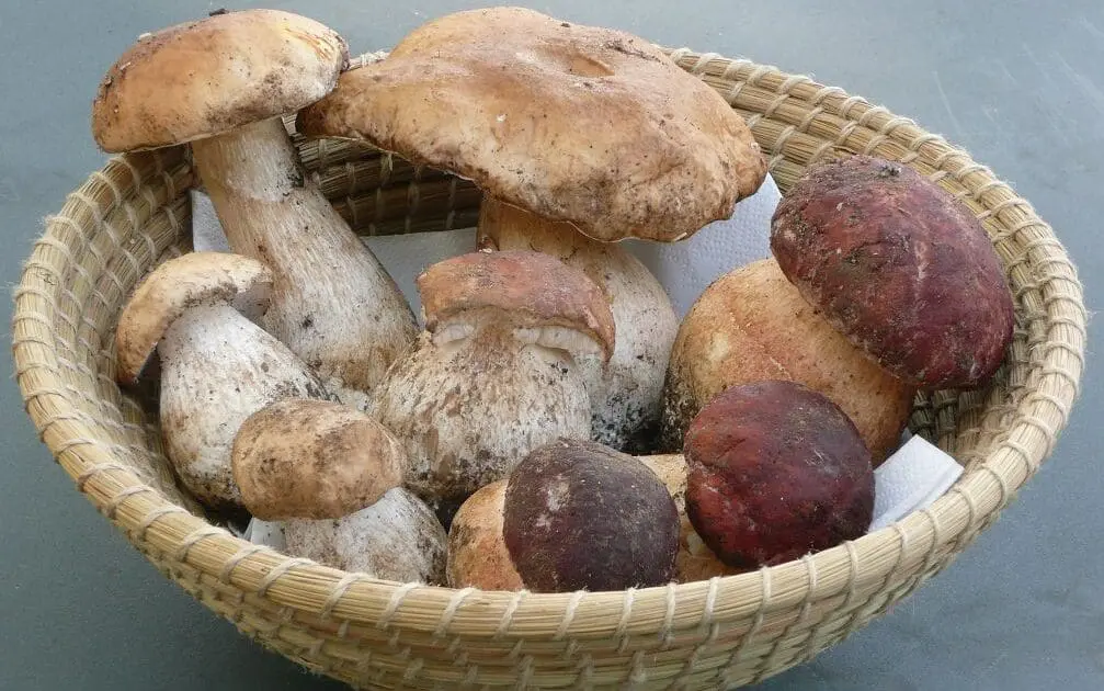 porcini