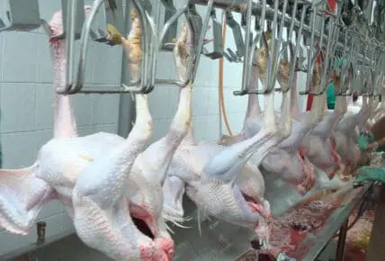 poultry