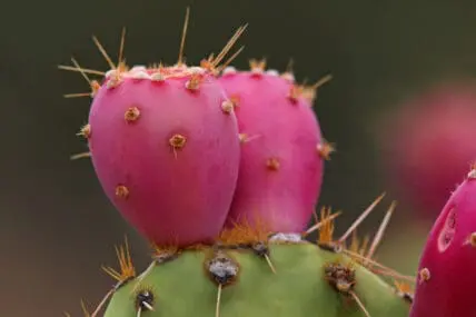 Prickly Pear Cactus, Papaya, and Kale Top List for Illegal Pesticide Contamination, Report Finds